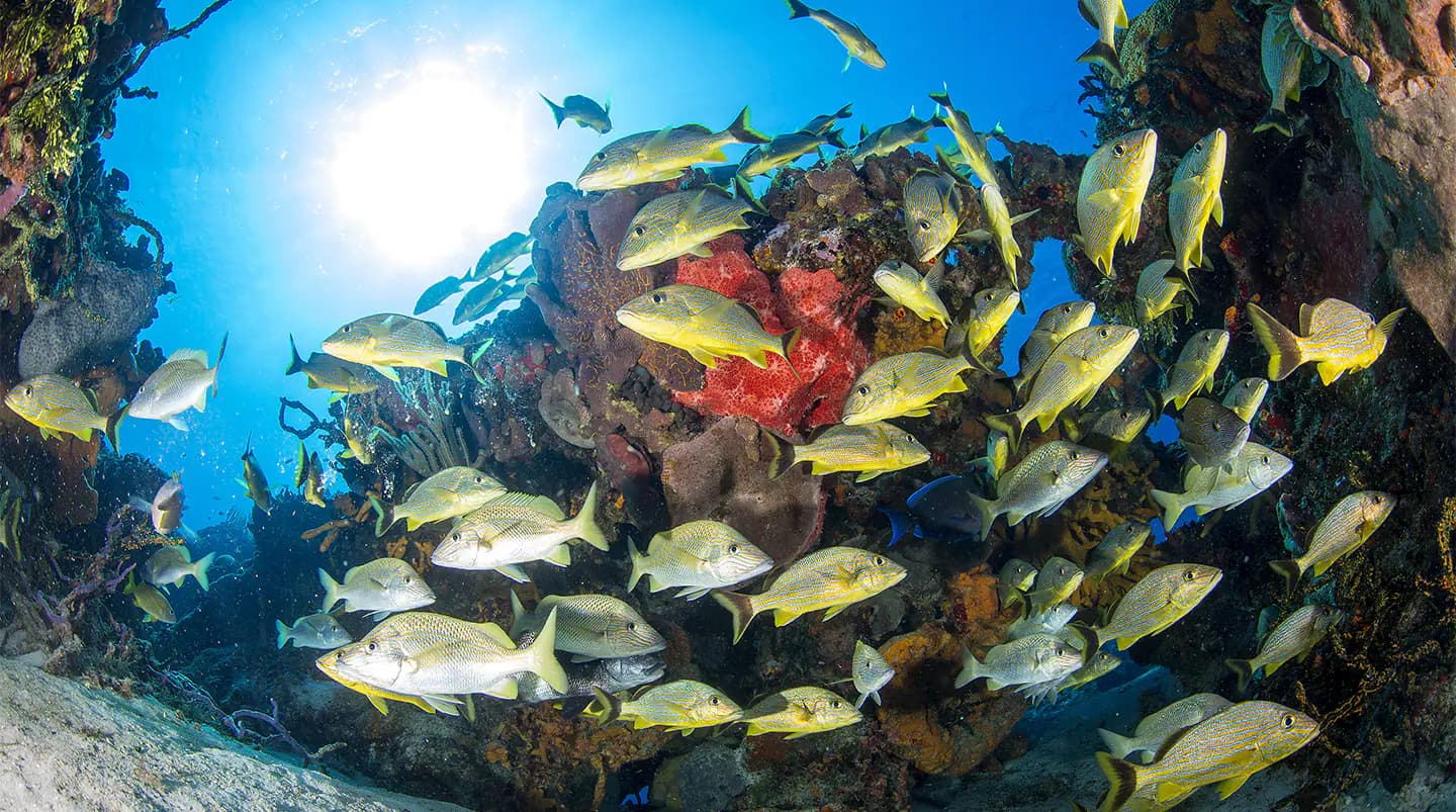 Harvest Caye, Belize