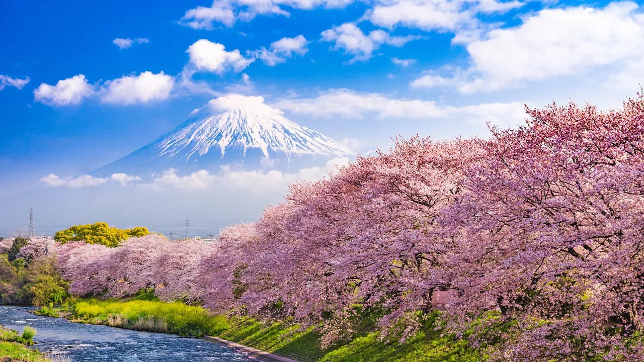 Japan Cherry Blossoms: Tokyo, Kyoto