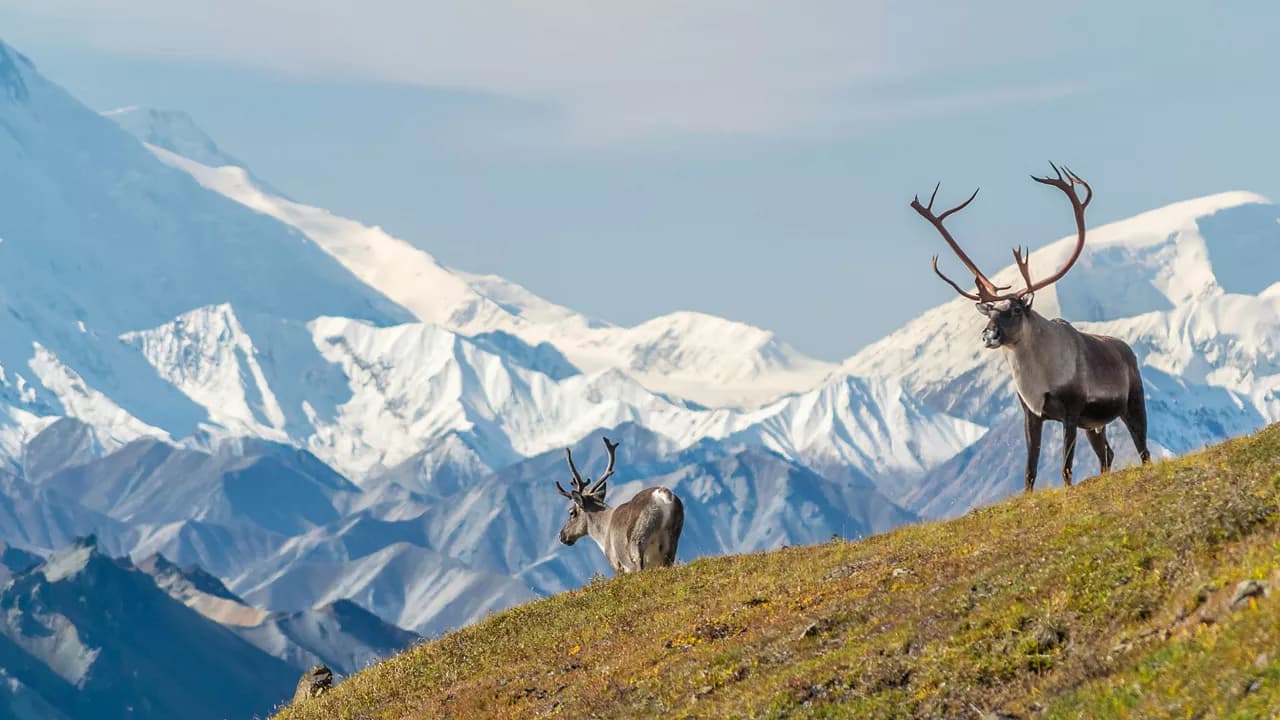 Premium Heritage and Wilderness Expedition Cruisetour (Post Tour)