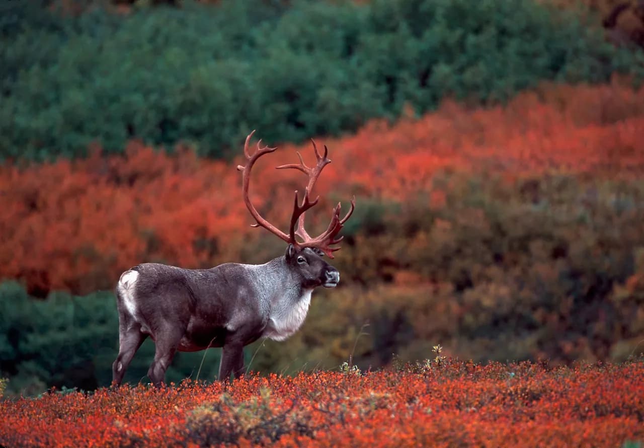 Premium Wildlife and Wilderness Discovery Cruisetour (Pre Tour)
