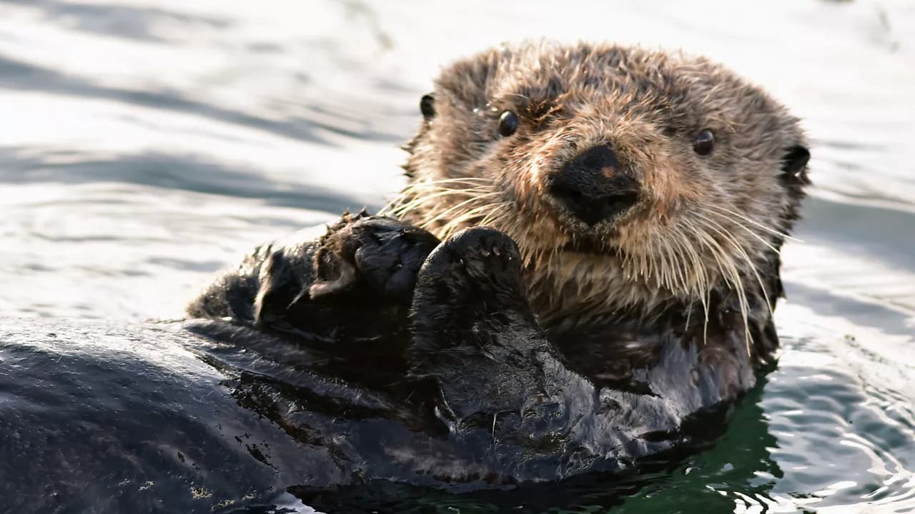 Alaska Wildlife Encounter Cruisetour (Post Tour)