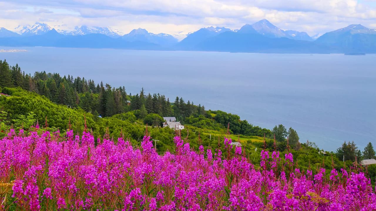 Homer Discovery And Heartland Wildlife Cruisetour (Post Tour)