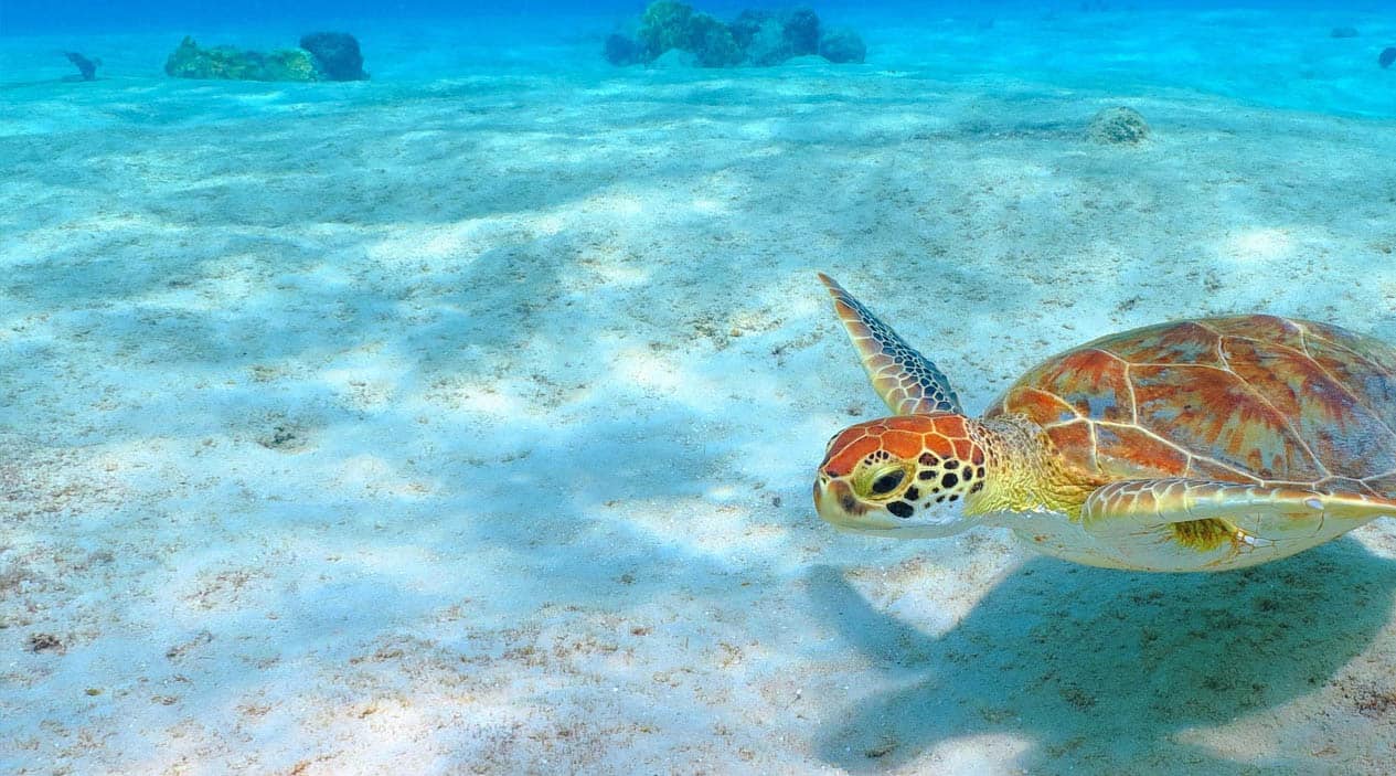 Tortola, British Virgin Island